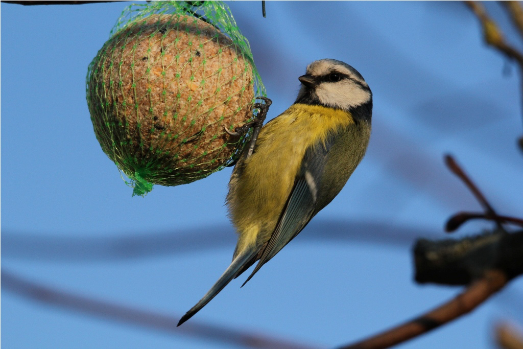 Aider les oiseaux en fabriquant des mangeoires et des boules de graisse -  Biodiv'ille