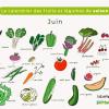 calendrier des fruits et légumes de juin